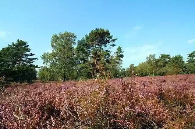 Free download Heide Fischbeker Heath Lüneburg -  free photo or picture to be edited with GIMP online image editor