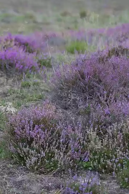 Free download Heide Purple Nature -  free photo or picture to be edited with GIMP online image editor