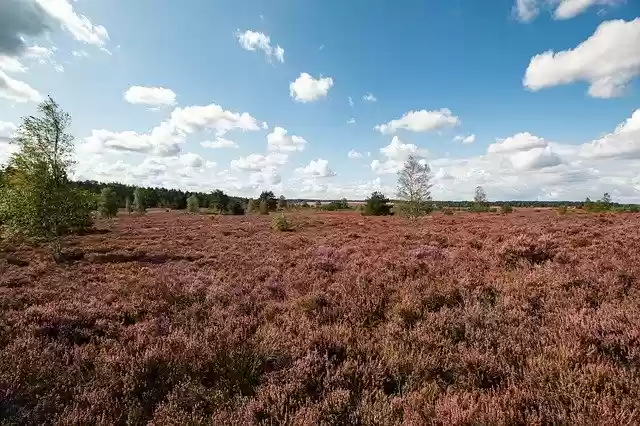 Free download Heide Sky Heathland -  free photo or picture to be edited with GIMP online image editor