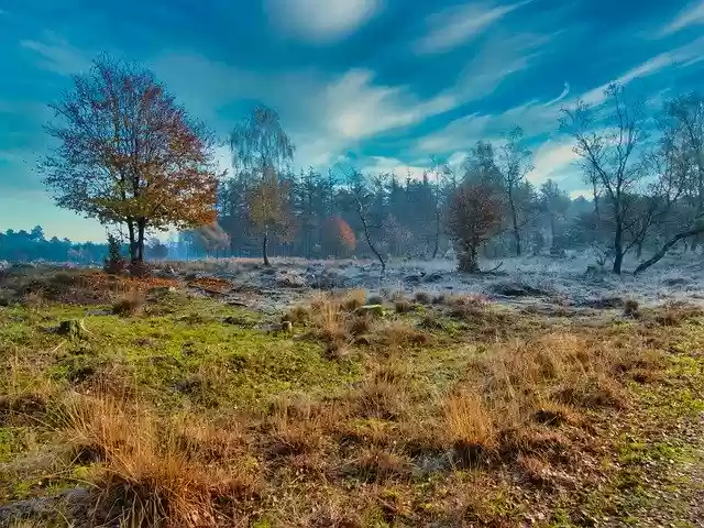 Free download Heide Vote Nature -  free free photo or picture to be edited with GIMP online image editor