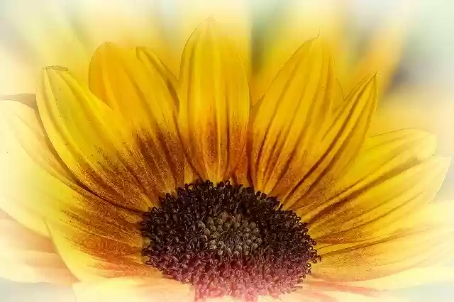 Free download Helianthus Sunflower Flower -  free photo or picture to be edited with GIMP online image editor