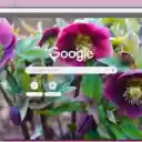 Hellebore  screen for extension Chrome web store in OffiDocs Chromium