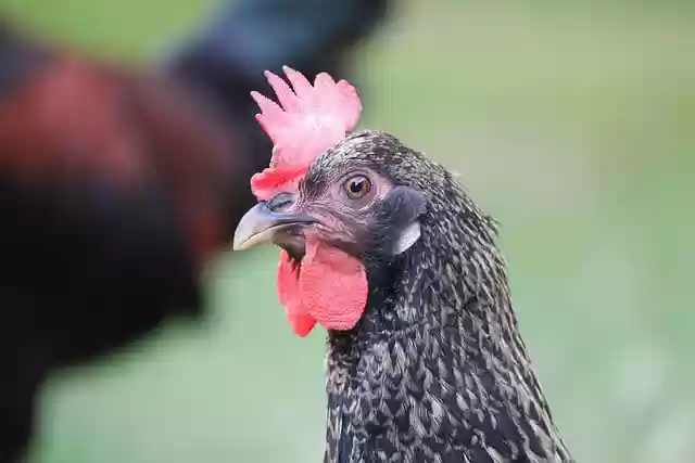 Muat turun percuma gambar percuma ayam ayam ayam ayam untuk diedit dengan editor imej dalam talian percuma GIMP