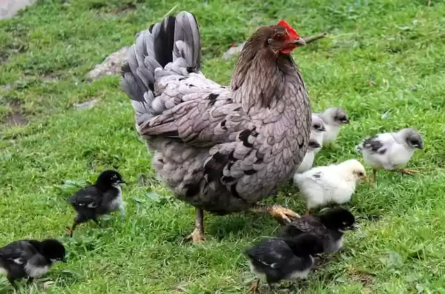 Free download hen chicks poultry chicken cute free picture to be edited with GIMP free online image editor