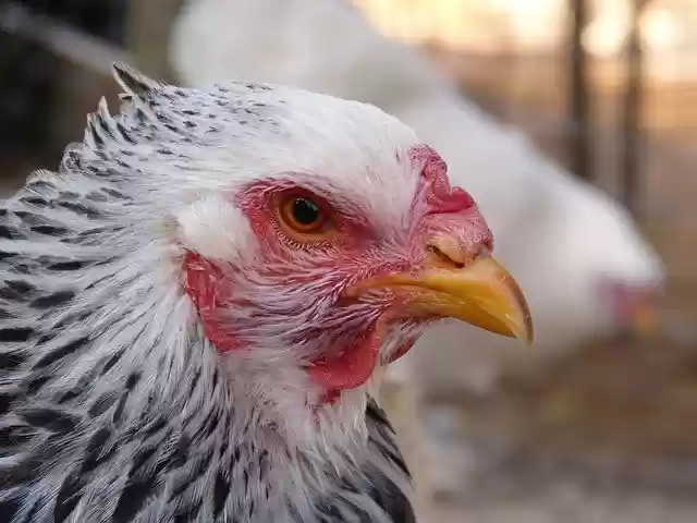 Free download Hen Laying Delaware -  free photo or picture to be edited with GIMP online image editor