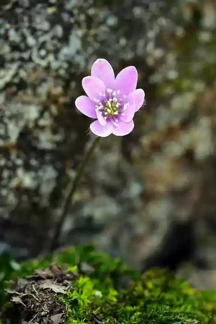 Free download hepatica flower how do purple free picture to be edited with GIMP free online image editor