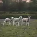 Herd of baby goats  screen for extension Chrome web store in OffiDocs Chromium