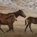 Herd of brown horses on dry grassland  screen for extension Chrome web store in OffiDocs Chromium