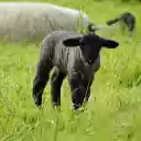 Herd of dark gray sheep in the field  screen for extension Chrome web store in OffiDocs Chromium