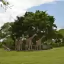 Herd of deer under the canopy of trees  screen for extension Chrome web store in OffiDocs Chromium