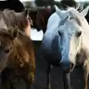 Herd of Domestic Horses  screen for extension Chrome web store in OffiDocs Chromium