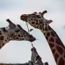 Herd of giraffes  screen for extension Chrome web store in OffiDocs Chromium