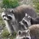 Herd of gray bears  screen for extension Chrome web store in OffiDocs Chromium