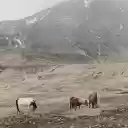 Herd of horses on rocky mountains  screen for extension Chrome web store in OffiDocs Chromium