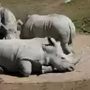 Herd of rhinos basking in the sun  screen for extension Chrome web store in OffiDocs Chromium