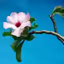 Her houses porcelain flowers  screen for extension Chrome web store in OffiDocs Chromium