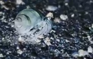 Free download Hermit Crab free photo or picture to be edited with GIMP online image editor