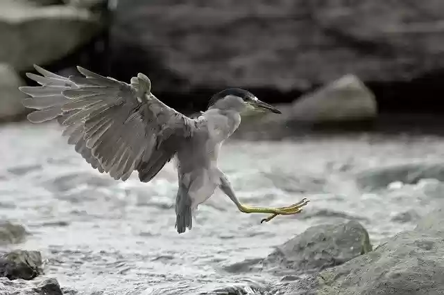Free download Heron Animal Plumage -  free photo or picture to be edited with GIMP online image editor