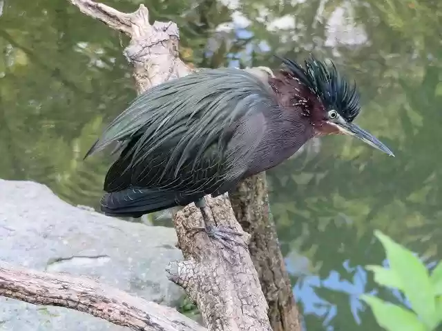 Free download Heron Bird Animal -  free free photo or picture to be edited with GIMP online image editor