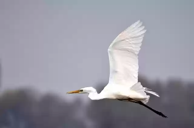 Free download Heron Bird White -  free free photo or picture to be edited with GIMP online image editor