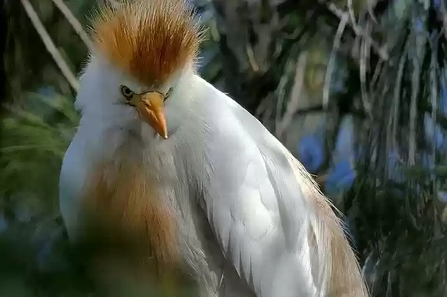 Free download Heron Cattle Egret free photo template to be edited with GIMP online image editor