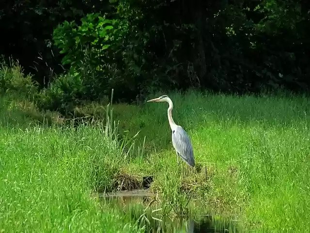 Free download Heron Environment Water -  free photo or picture to be edited with GIMP online image editor