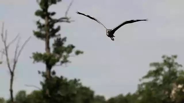 Free download Heron Lake Flight -  free photo or picture to be edited with GIMP online image editor
