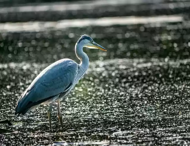 Free download heron nature bird wildlife animal free picture to be edited with GIMP free online image editor