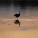 Heron on Lake at Sunset  screen for extension Chrome web store in OffiDocs Chromium