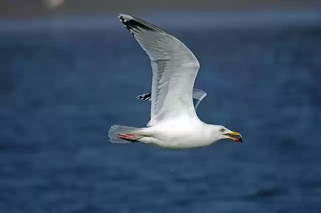 Free download Herring Gull Seagull North Sea -  free photo or picture to be edited with GIMP online image editor