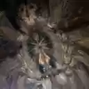 Heteroscodra maculata Juvenile Tarantula  screen for extension Chrome web store in OffiDocs Chromium