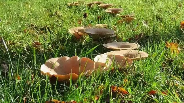 Free download Hexenring Mushroom Ring Feenring -  free free photo or picture to be edited with GIMP online image editor