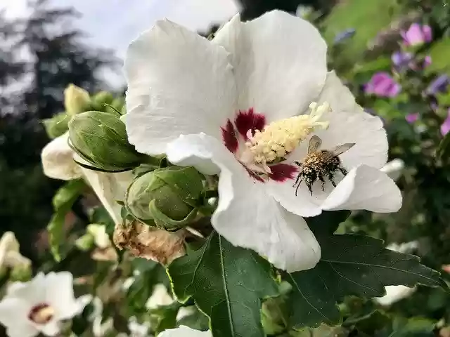 Free download Hibiscus Bee Pollen -  free photo or picture to be edited with GIMP online image editor