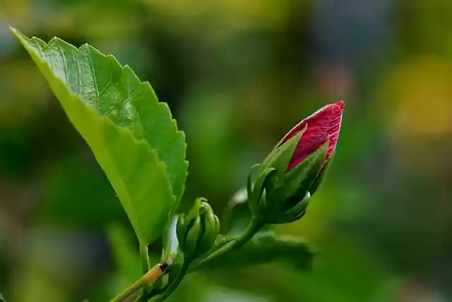 Free download hibiscus flower bud flora botany free picture to be edited with GIMP free online image editor