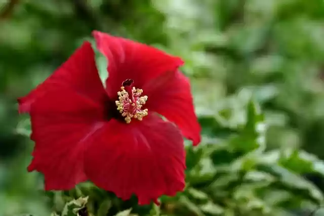 Téléchargement gratuit d'une image gratuite de pollen de pistil de fleur d'hibiscus à modifier avec l'éditeur d'images en ligne gratuit GIMP