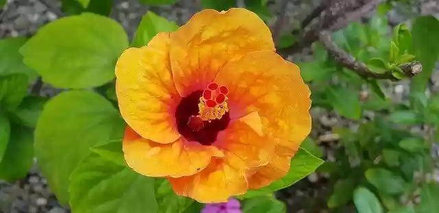 ດາວໂຫຼດຟຣີ Hibiscus ດອກທໍາມະຊາດແມ່ແບບຮູບພາບຟຣີທີ່ຈະແກ້ໄຂດ້ວຍ GIMP ບັນນາທິການຮູບພາບອອນໄລນ໌