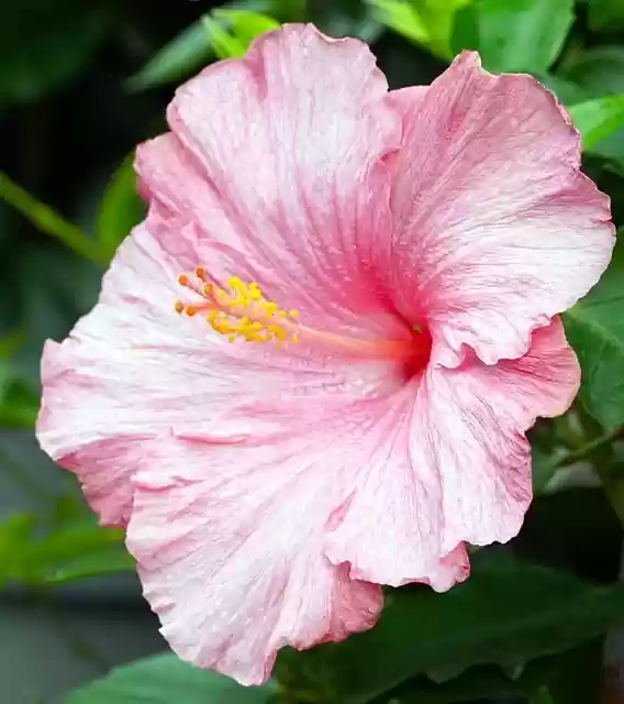 Free download hibiscus pink hibiscus pink flower free picture to be edited with GIMP free online image editor
