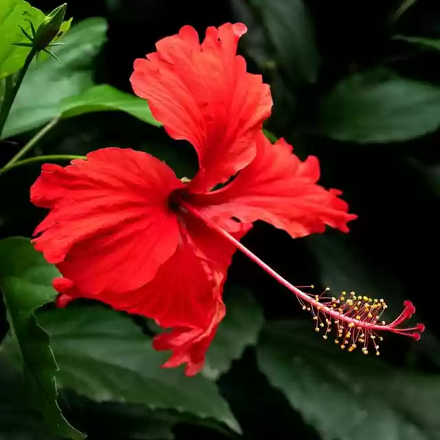 Free download Hibiscus Plant Red -  free photo or picture to be edited with GIMP online image editor