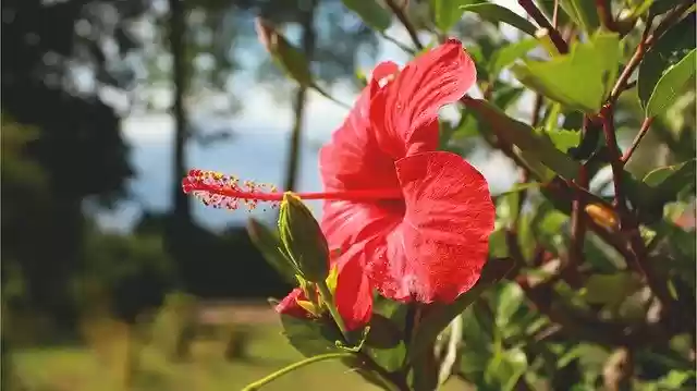 Free download Hibiscus Red Flower Plant -  free photo or picture to be edited with GIMP online image editor