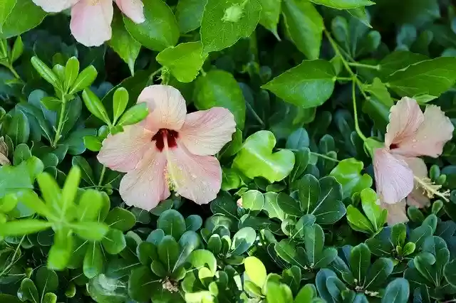 Free download Hibiscus Rosa Summer -  free free photo or picture to be edited with GIMP online image editor