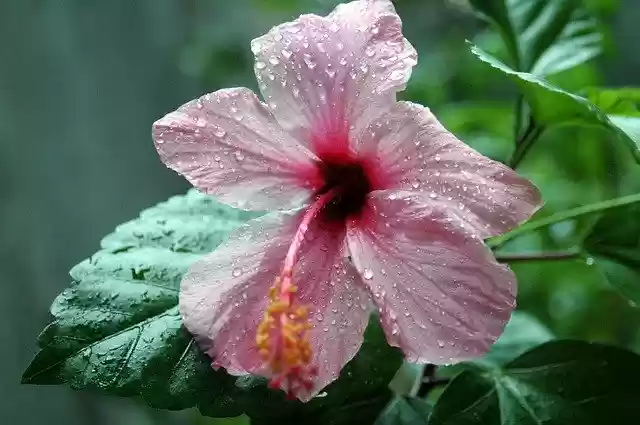 Free download Hibiscus Rose Of China Flower -  free photo or picture to be edited with GIMP online image editor