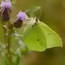 Hidden butterfly  screen for extension Chrome web store in OffiDocs Chromium