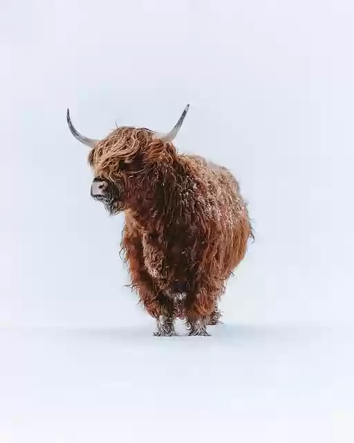 Free download highland cattle cattle animals free picture to be edited with GIMP free online image editor