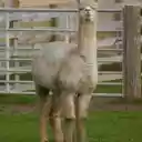 High necked camel  screen for extension Chrome web store in OffiDocs Chromium