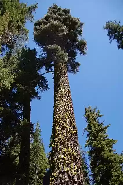 Free download High Pine Slender -  free free photo or picture to be edited with GIMP online image editor