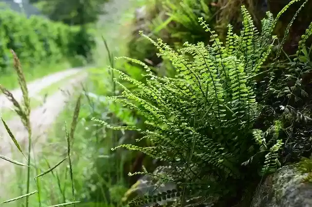 Free download Hiking Ferns Nature -  free photo or picture to be edited with GIMP online image editor