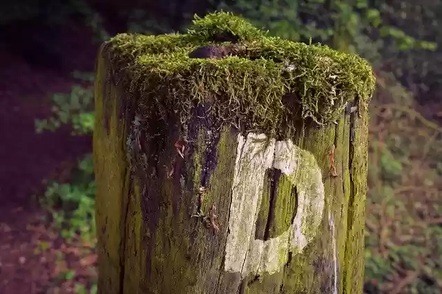 Free download Hiking Trail Nature -  free photo or picture to be edited with GIMP online image editor