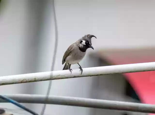 Free download himalayan bulbul bulbul bird animal free picture to be edited with GIMP free online image editor