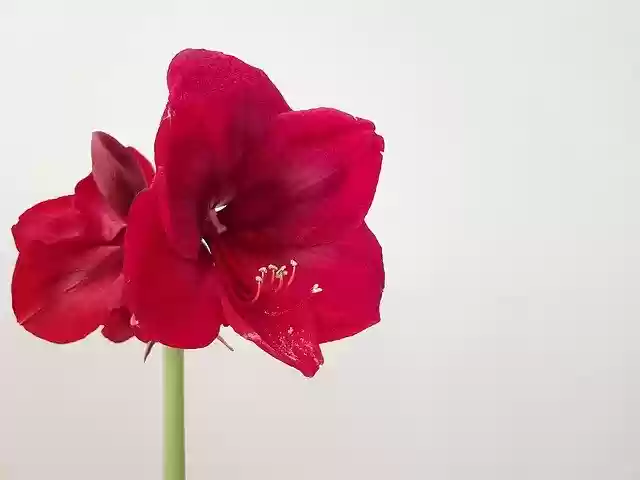Free download Hippeastrum Desktop Bud -  free photo or picture to be edited with GIMP online image editor