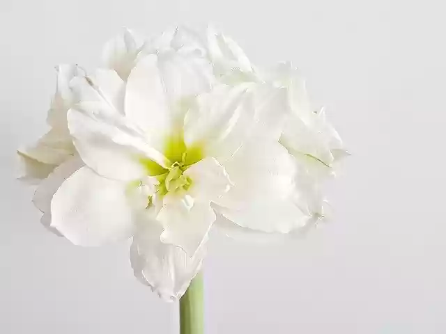 Free download Hippeastrum Flower White -  free photo or picture to be edited with GIMP online image editor
